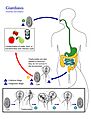 Giardia lamblia life cycle
