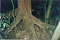 Gossia bidwillii Booyong Reserve July 23, 2000