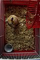 Hamster Cage