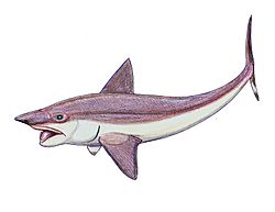 Archivo:Helicoprion as chimeroid