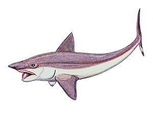 Archivo:Helicoprion as chimeroid
