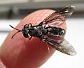 Hermetia illucens. Black Soldier Fly