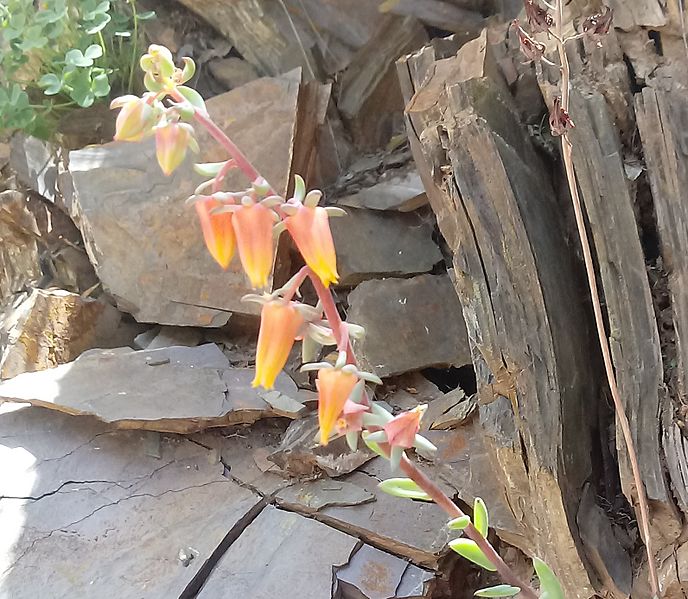 Inflorescencia de E. argentinensis