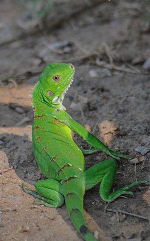 Archivo:Joven Iguana a orillas del Lago de Maracaibo