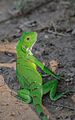 Joven Iguana a orillas del Lago de Maracaibo