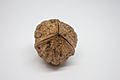 Juglans regia polyploid fruit bottom