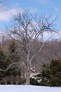 Archivo:Kentucky Coffee-tree Gymnocladus dioicus Winter Tree 2000px