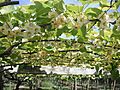 Kiwifruit Female Flowers