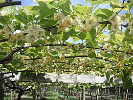 Archivo:Kiwifruit Female Flowers