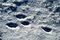 Lepus.europaeus.tracks.on.snow