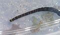 Lineus geniculatus misakihmms02