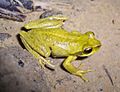 Litoria revelata male