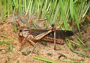 Archivo:Locusta-migratoria-wanderheuschrecke