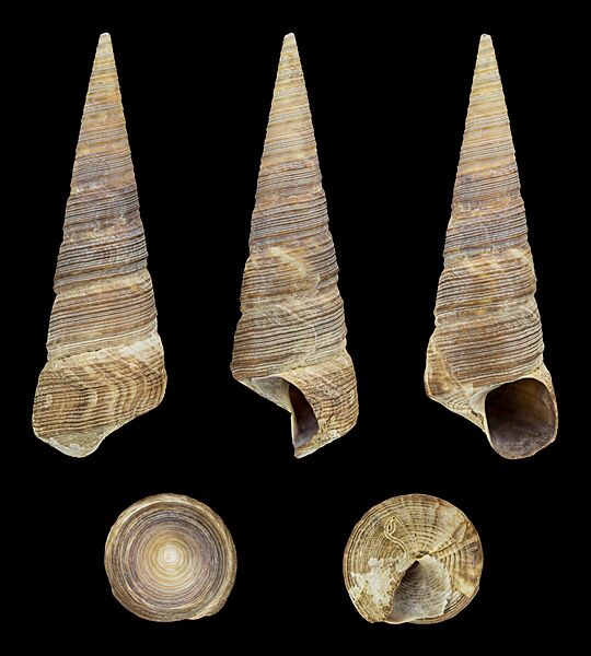 Maoricolpus roseus 02