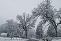 Midpines, California during the winter