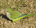 Monk Parakeet on short grass