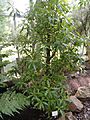 Myoporum laetum - Palmengarten Frankfurt - DSC01919