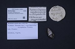 Archivo:Naturalis Biodiversity Center - RMNH.MOL.266225 - Drymaeus (Mesembrinus) nigrofasciatus elongatulus Pilsbry, 1898 - Bulimulidae - Mollusc shell