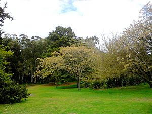 Archivo:Necochea Parque Miguel Lillo Buenos Aires Argentina