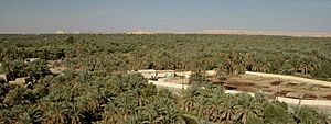 Archivo:Oase Siwa