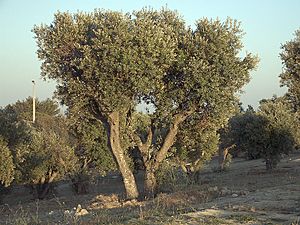 Archivo:Olea europaea subsp europaeaOliveTree