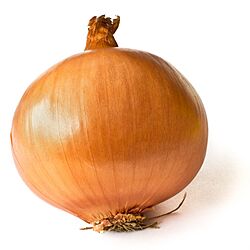Archivo:Onion on White