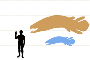 Archivo:Onychodus scale