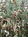 Opuntia tomentosa