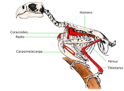 Parrot Skeleton Lydekker with Saint Croix Macaw bones colored es.svg