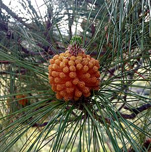 Archivo:Pinus canariensis (male) in Presa de las Niñas 02 (cropped)