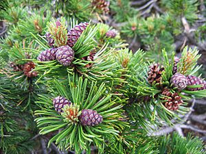 Archivo:Pinus mugo cone 02
