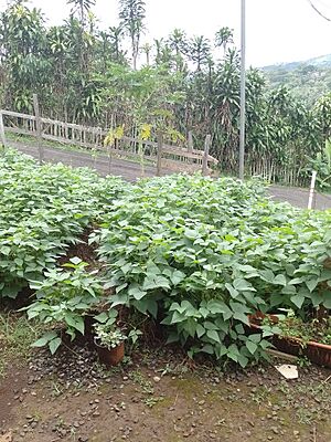 Archivo:Plantación de frijol en Costa Rica.