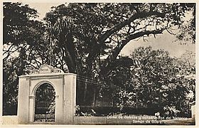 Postal del Monumento Samán de Güere.jpg