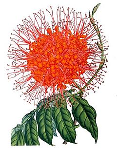 Saraca indica - Lemaire.jpg