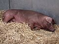 Schlafende Duroc-Sau