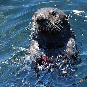 Archivo:Sea otter with sea urchin