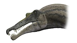 Archivo:Spinosaurus skull steveoc