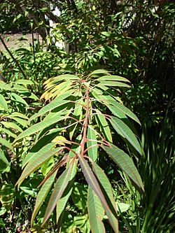 Starr 071024-0280 Euphorbia fulgens.jpg