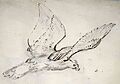 Study of Harpy Eagle for The Valley of Mexico from the Hill of Santa Isabel by Velasco 1877