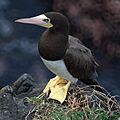 Sula leucogaster 4