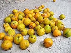 Archivo:Tejocotes2