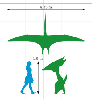 Archivo:Thalassodromeus Size Comparison by PaleoGeek