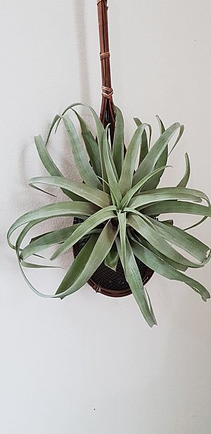 Archivo:Tillandsia-xerographica