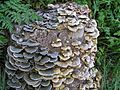 Trametes versicolor 2