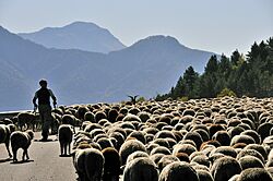 Archivo:Transumanza nel Parc National des Ecrins