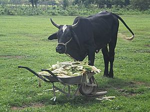 Archivo:Una Vaca de los potreros de Guanape
