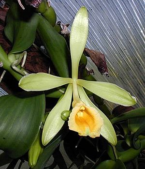 Archivo:Vanilla pompona - Flickr 003