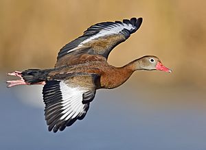 Archivo:Whistling duck flight02 - natures pics-edit1