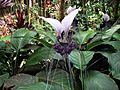 White bat flower