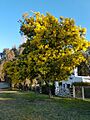 Acacia dealbata, Aromo en Pehuen Có 02